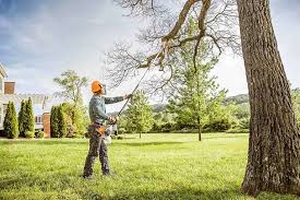 How Our Tree Care Process Works  in  Rockwood, MI