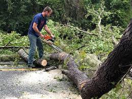 Best Leaf Removal  in Rockwood, MI