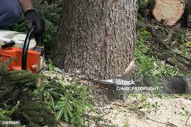 Best Tree Risk Assessment  in Rockwood, MI