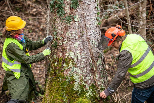 Best Tree Maintenance Programs  in Rockwood, MI