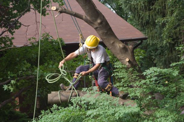 Best Palm Tree Trimming  in Rockwood, MI