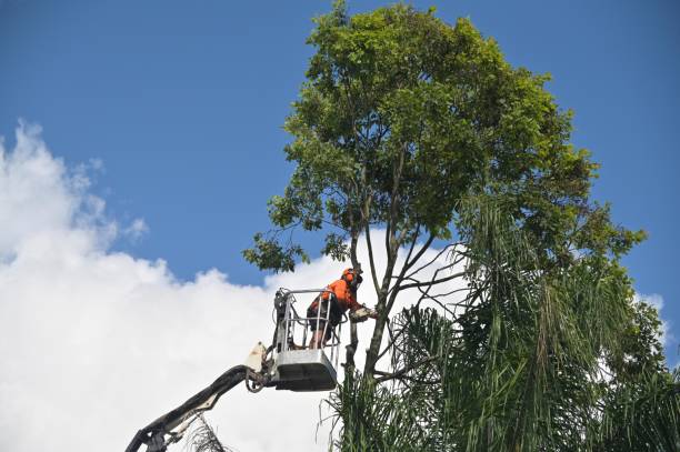 Best Weed Control  in Rockwood, MI