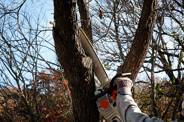 Rockwood, MI Tree Care Company