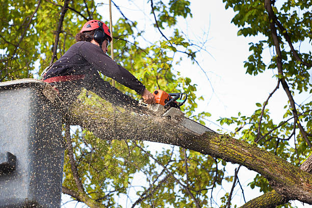 Best Tree Disease Treatment  in Rockwood, MI