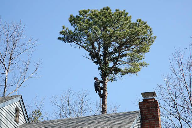 Best Emergency Tree Removal  in Rockwood, MI