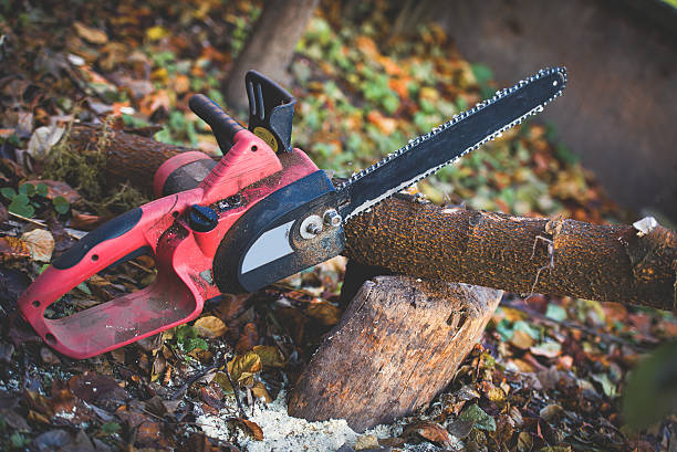 Best Tree Risk Assessment  in Rockwood, MI