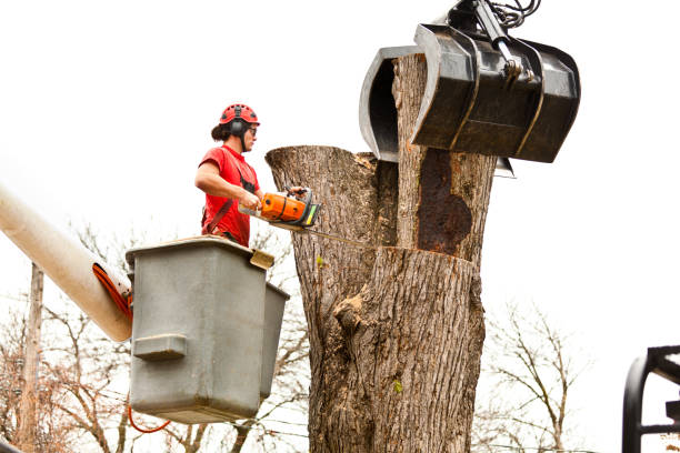 Best Aeration Services  in Rockwood, MI