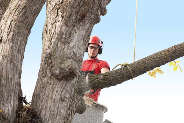 Best Tree Health Inspection  in Rockwood, MI